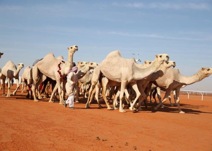 A Saudi-European meeting discusses modern ways of investing in camels