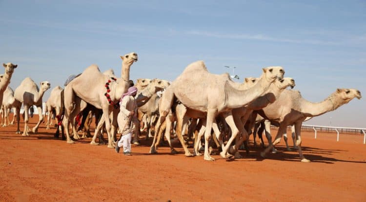A Saudi-European meeting discusses modern ways of investing in camels