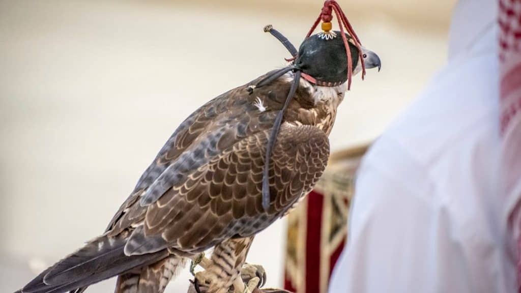 Falcon Competitive King Abdelaziz Falcon competitive Festival begins in strict measures ...