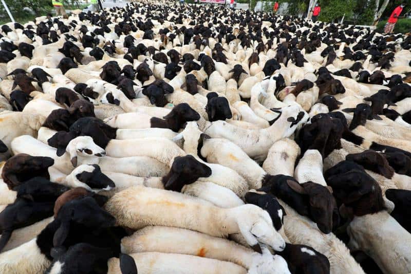 In the 2021 Hajj season, Saudi Arabia releases 1.25 million animals.