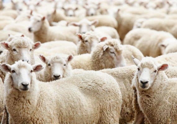 KSA to import 665,600 sheep to cover Hajj season