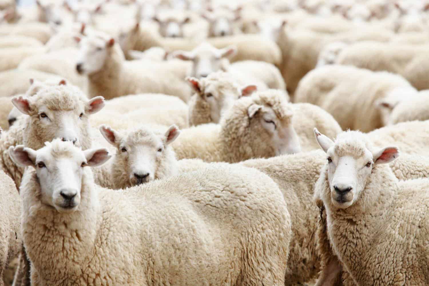 KSA to import 665,600 sheep to cover Hajj season