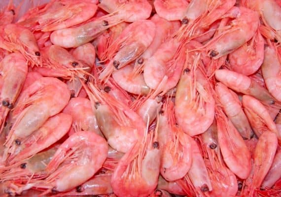 SFDA seizes more than 400 tons of expired shrimp in Jizan