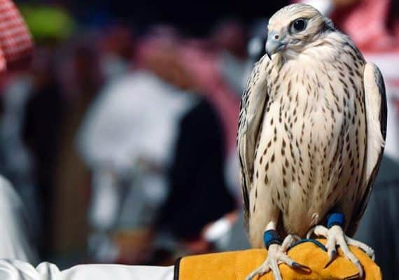 Saudi Minister of Interior visits the international auction of falcon farms