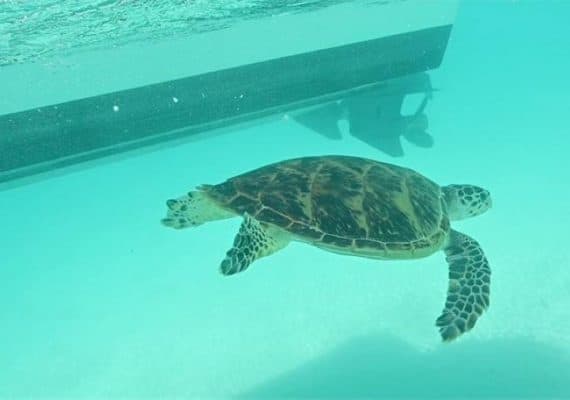 "KAUST", Red Sea Company keep world rarest turtles in natural habitat