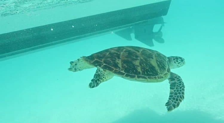 "KAUST", Red Sea Company keep world rarest turtles in natural habitat