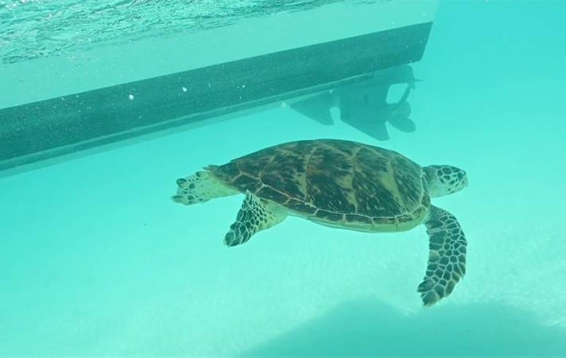 "KAUST", Red Sea Company keep world rarest turtles in natural habitat