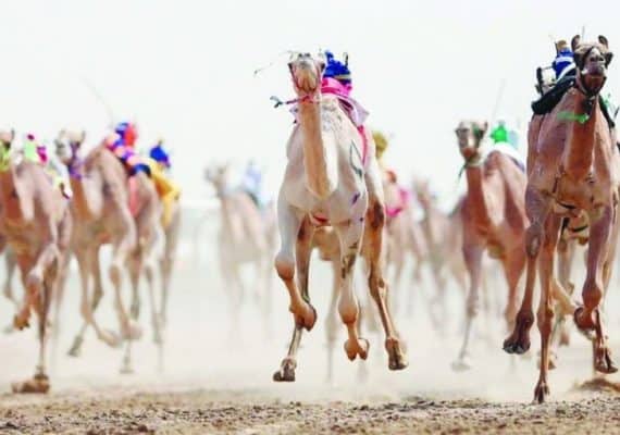 Crown Prince Camel Festival to kick off in Taif, with prizes worth SAR 56 million