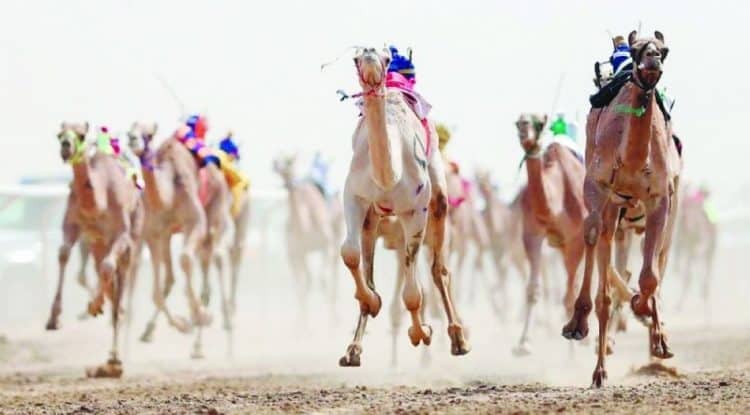 Crown Prince Camel Festival to kick off in Taif, with prizes worth SAR 56 million