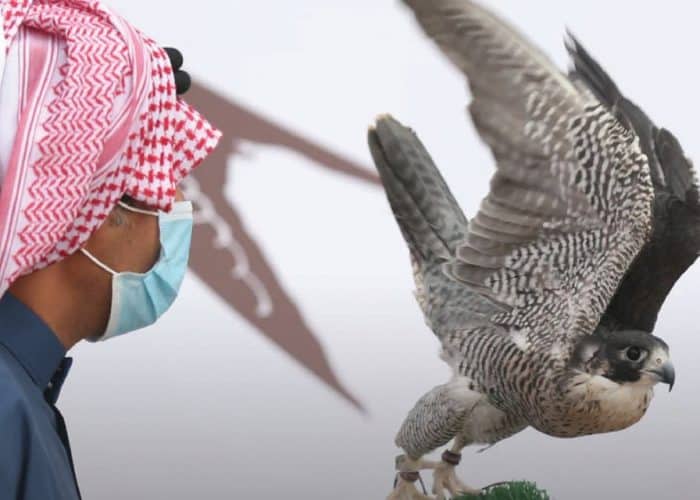 King Salman Royal Natural Reserve participates at the international falcons' expo in Riyadh