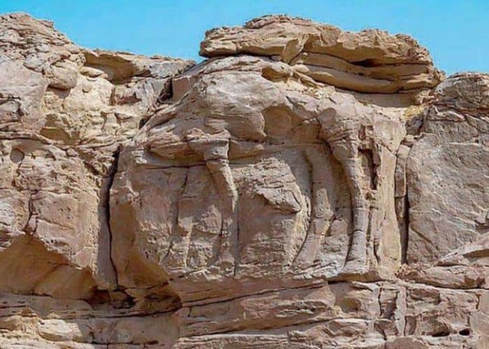 KSA discovers the oldest animal carving site in the world