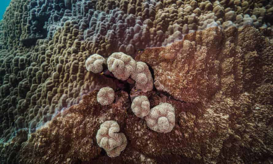 Scientists discover a huge coral colony dating back 600 years on a Saudi island