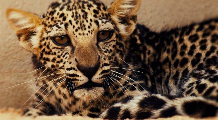 Birth of rare Arabian Leopard cub marks a significant milestone in saving a critically endangered species