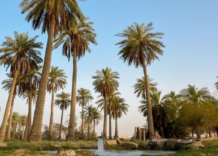 Al-Ahsa Oasis produces more than 1.5 million tons of dates
