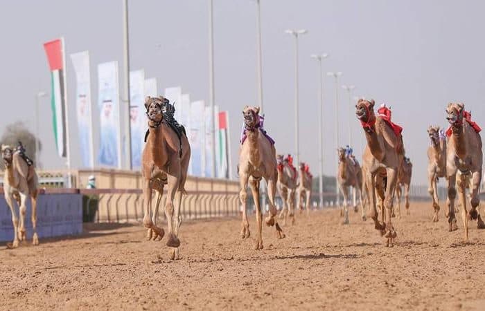 Saudi Arabia Unveils Gulf's Largest Camel auction