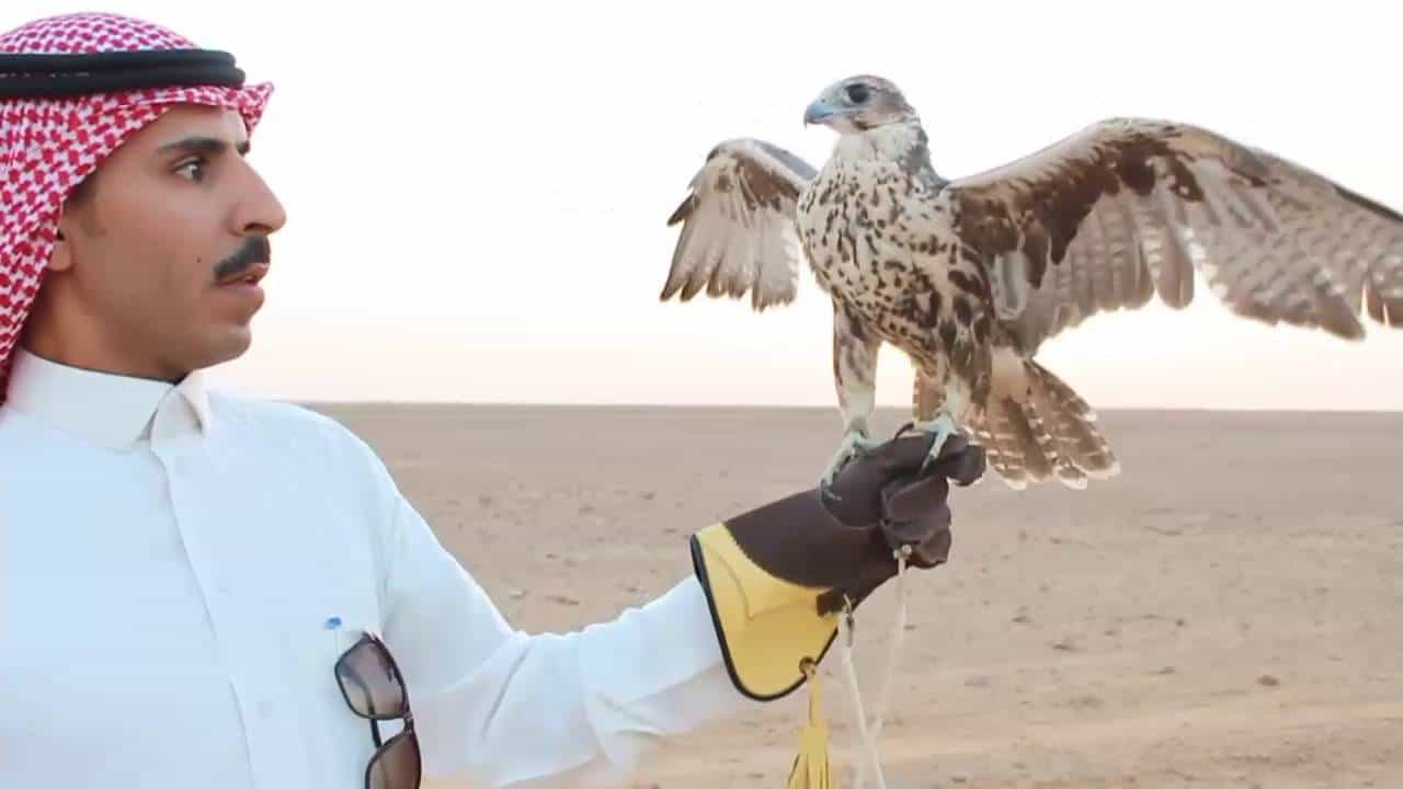 Saudi Arabia put SAR 100,000 fine for hunting a rare bird
