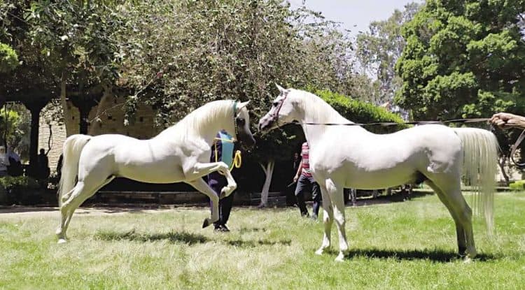 Saudi Arabia announces the 5th international show of purebred Arabian horses in December