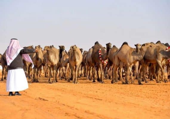 Saudi Arabia Completes the largest deal in the world of camels