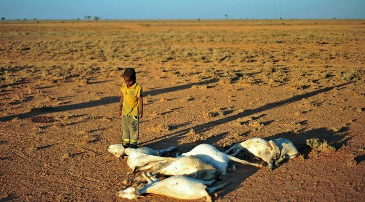 Somalia: UN warns quarter of population at risk of starvation due to drought