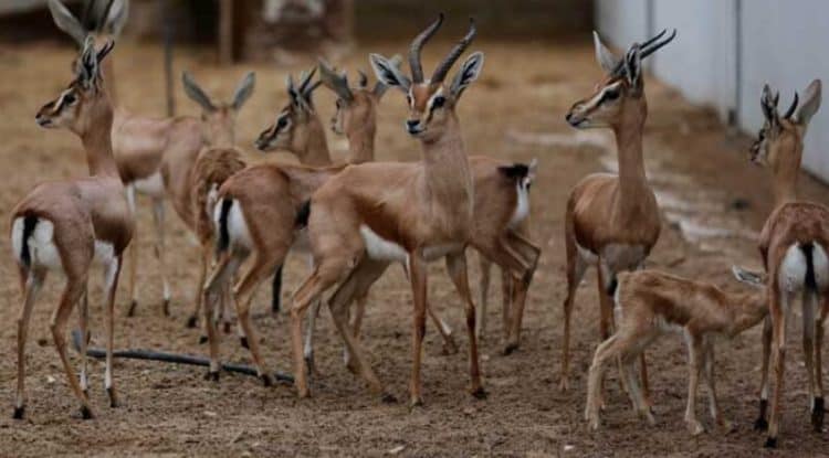 King Salman Nature Reserve releases 65 Reem gazelles in Al-Khanfa Nature Reserve