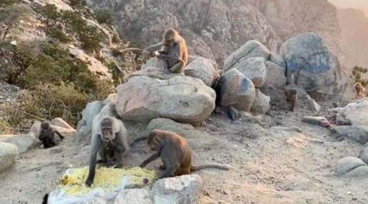 Herds of loose baboons threaten farmers in Saudi Arabia