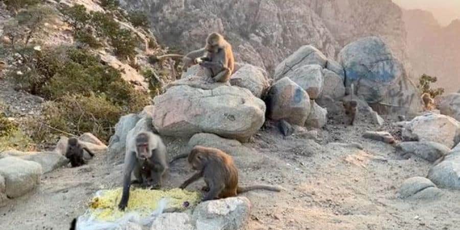 Herds of loose baboons threaten farmers in Saudi Arabia