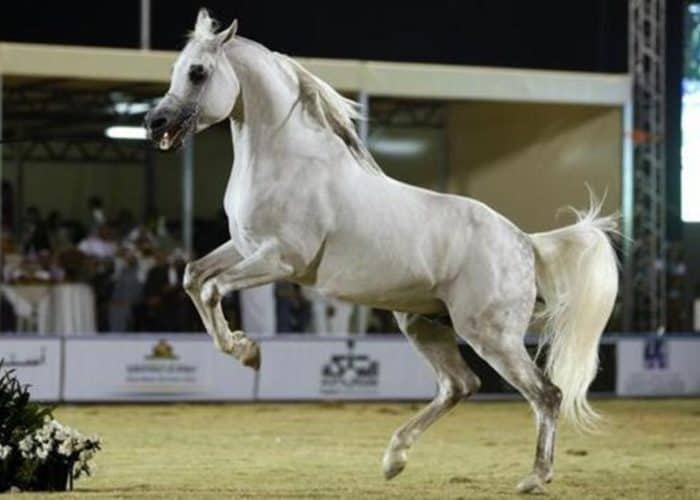 Governor of Riyadh inaugurates the Saudi Arabian Horse Festival