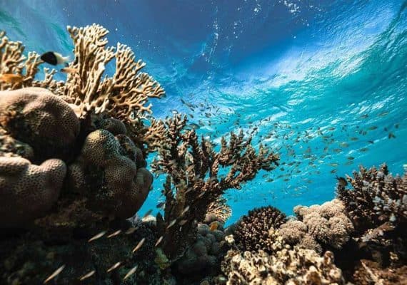 Saudi Arabia works to protect coral reefs alongside its coasts