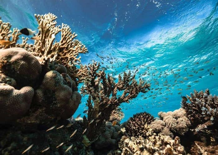 Saudi Arabia works to protect coral reefs alongside its coasts | Leaders