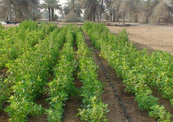 Afforestation technologies forum to be held in Riyadh from May 29-31