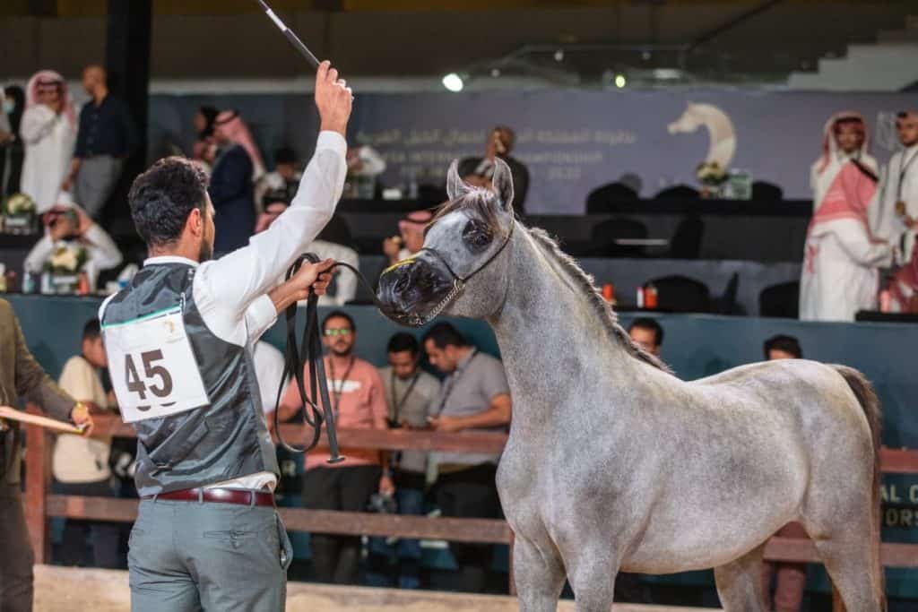  the second edition of the Saudi Arabia’s International Championship for the Purebred Arabian Horse Beauty (Kahila) on 29 May. 