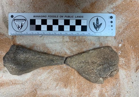 80-Million-Year-Old Aquatic Reptile Fossils Discovered in Saudi Arabia