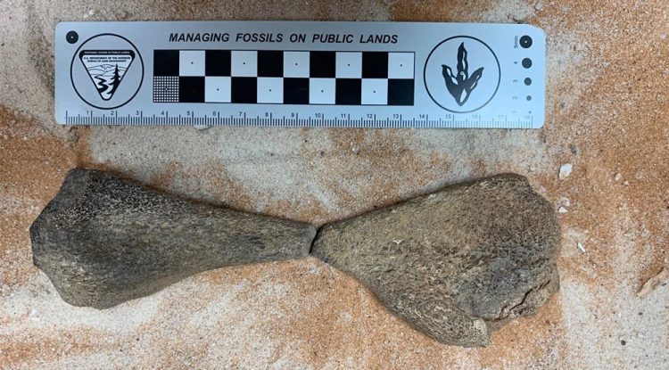 80-Million-Year-Old Aquatic Reptile Fossils Discovered in Saudi Arabia