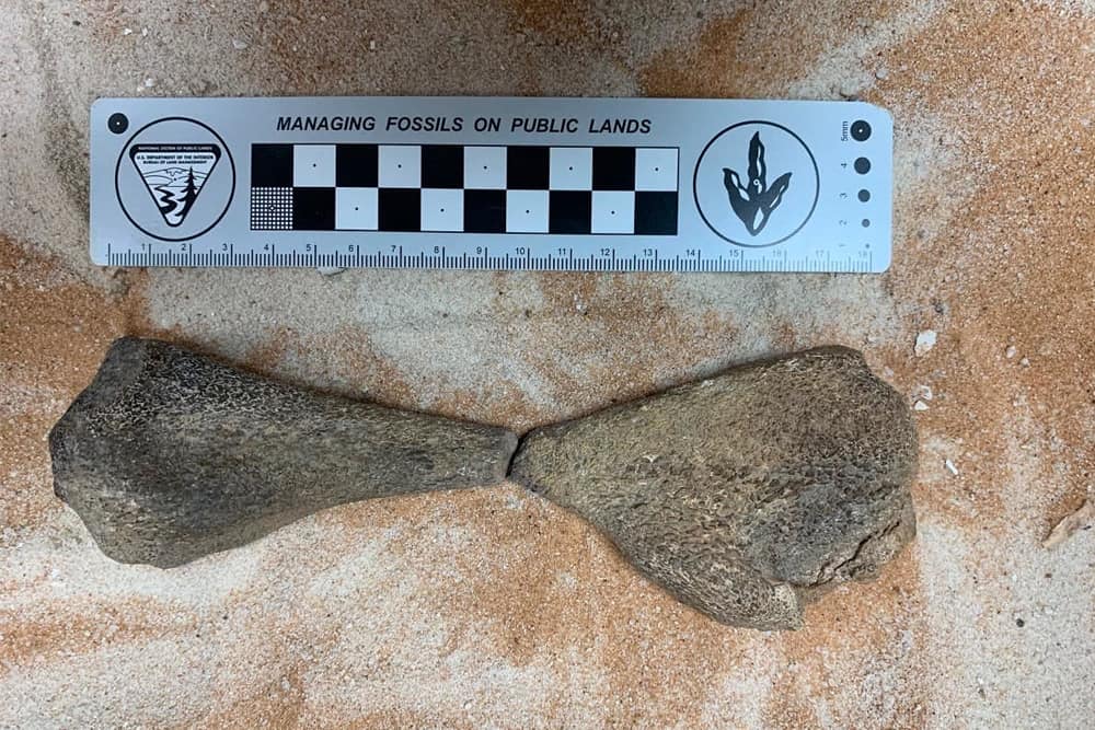 80-Million-Year-Old Aquatic Reptile Fossils Discovered in Saudi Arabia
