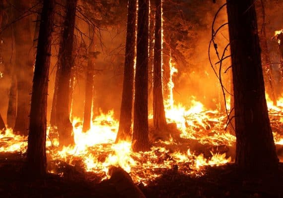 Saudi Embassy in Portugal warns citizens of forest fires