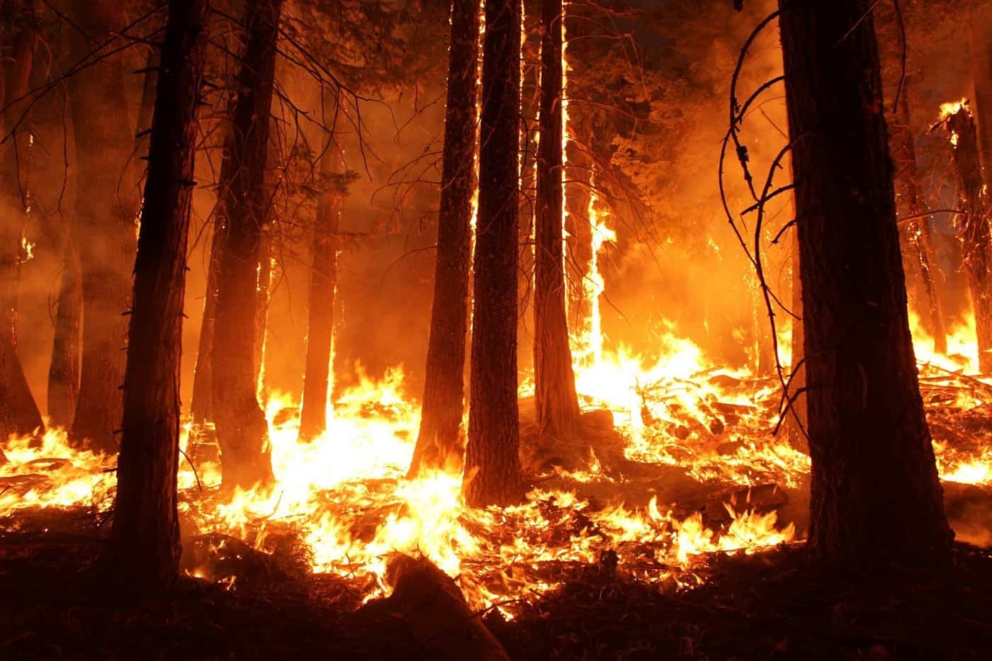 Saudi Embassy in Portugal warns citizens of forest fires