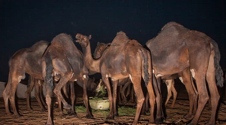 Najran's camels shine in the Mafarid race