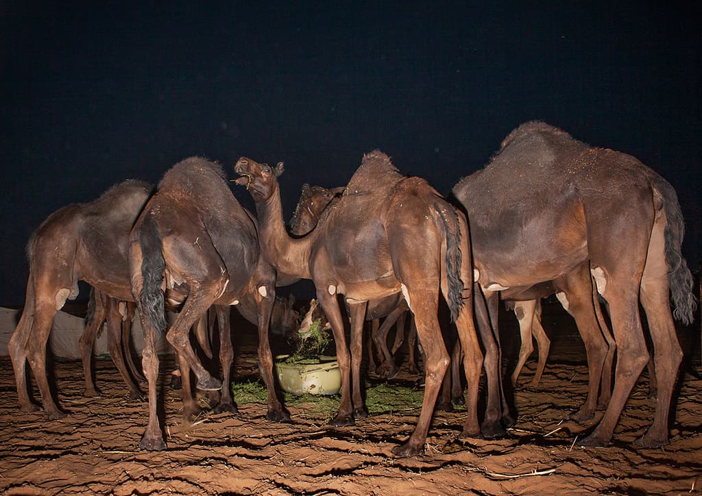 Najran's camels shine in the Mafarid race