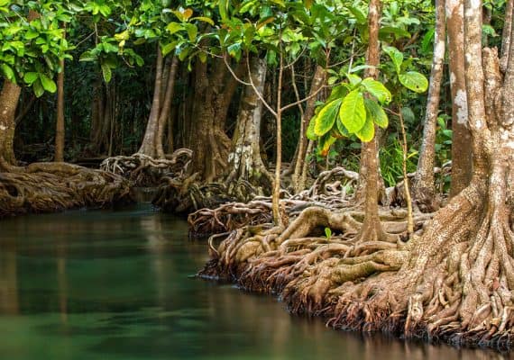 Saudi Arabia produces and cultivates more than two million mangrove trees