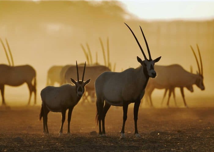 Saudi Arabia releases 1,260 wildlife in nature reserves and parks | Leaders