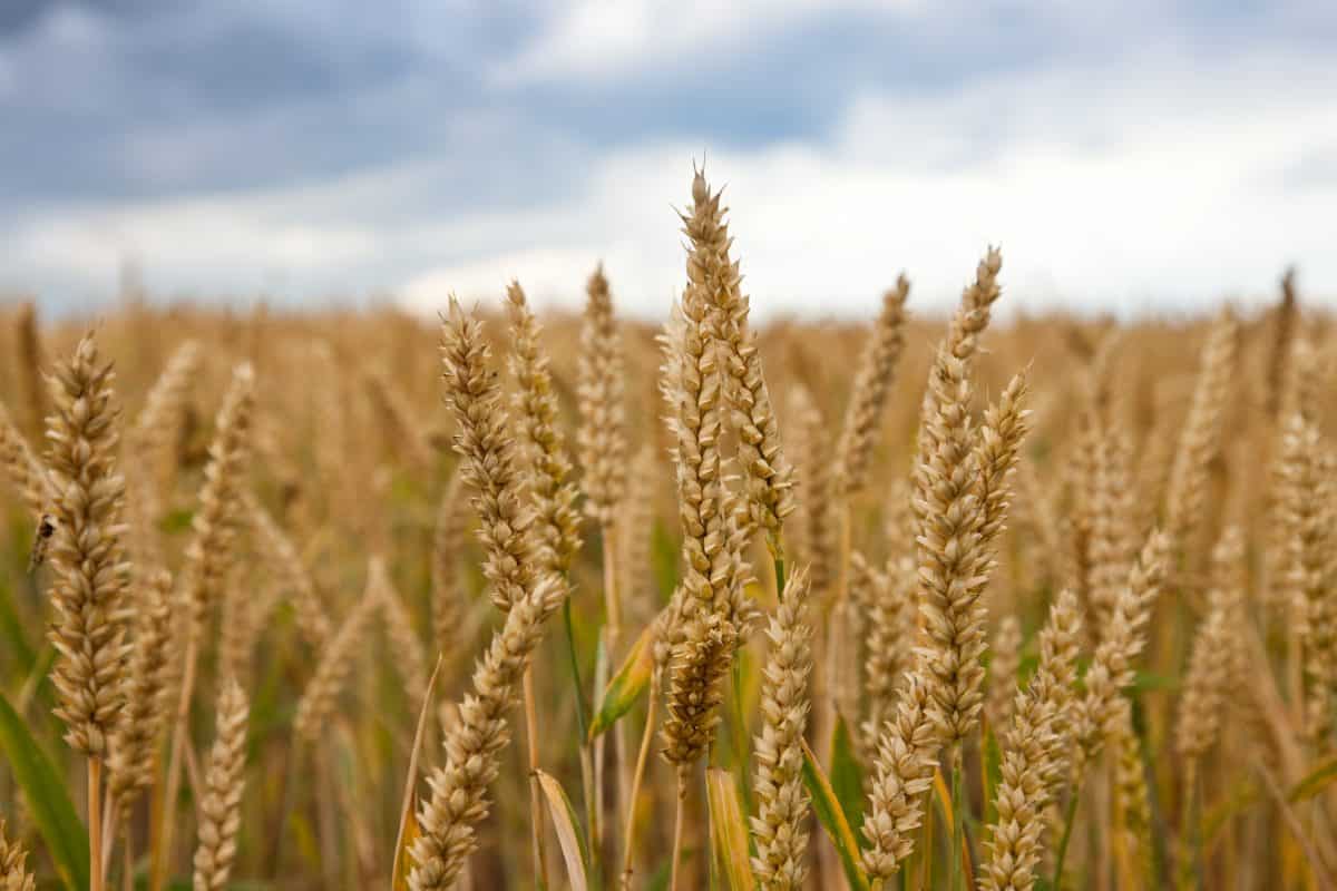 Agricultural challenges Top "Arab meetings" in Lebanon