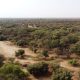 Saudi Arabia combats desertification by planting 12 million trees