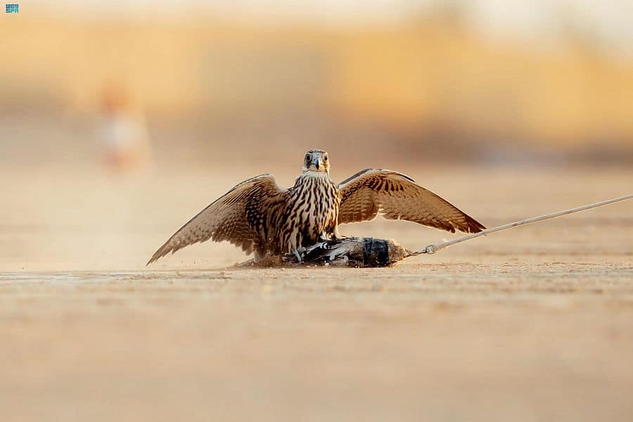 Saudi Falcons Club auction sales exceed SAR 500,000