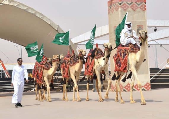 Saudi Camel Club sets the dates for the start of 75 competitive runs at the Founder’s Festival 7
