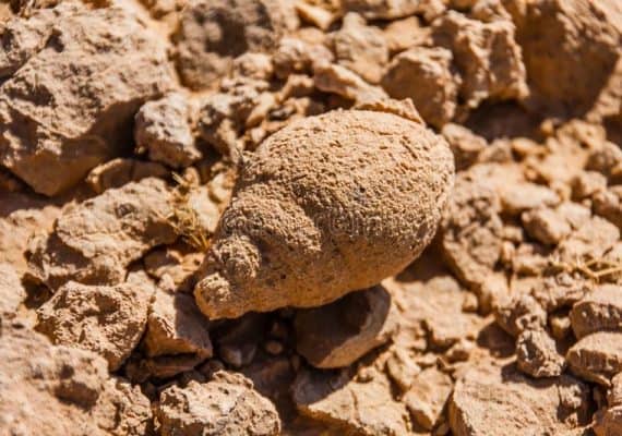 Saudi geologists discover rare fossil remains on the coasts of Tabuk