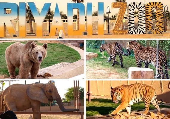 Riyadh Season prepares for the opening of Riyadh Zoo