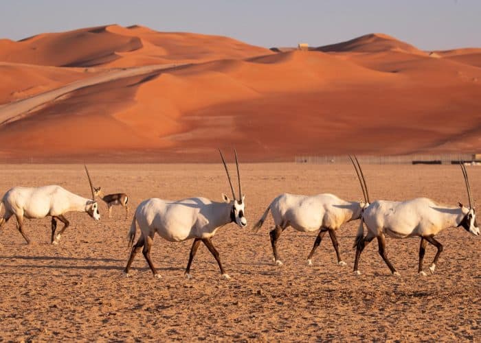 Oryx appears in the sands of Neom after nearly 100 years