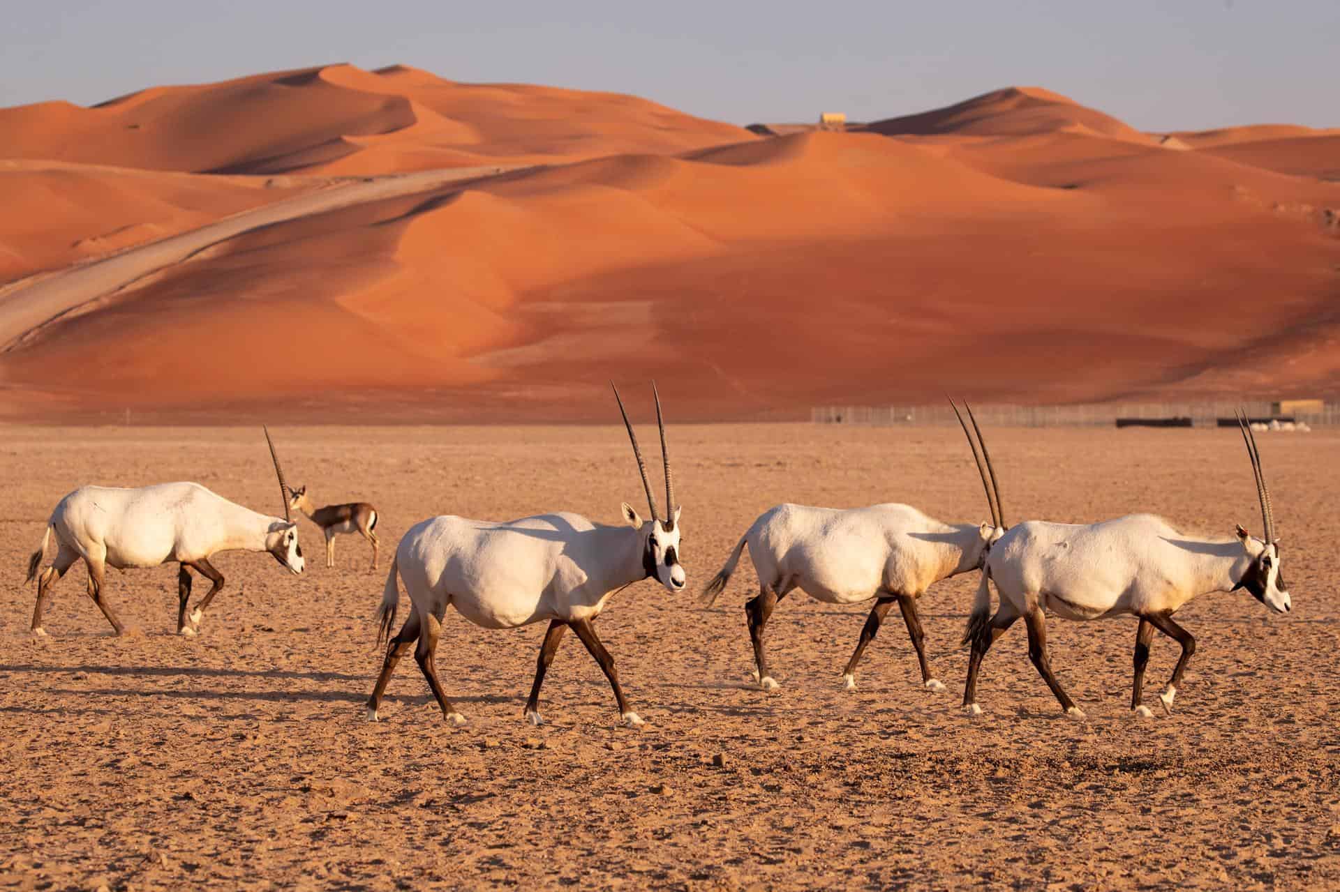 Oryx appears in the sands of Neom after nearly 100 years