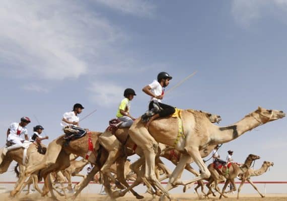 The Traditional Camel Racing In Saudi Arabia: Unique Sport Activity