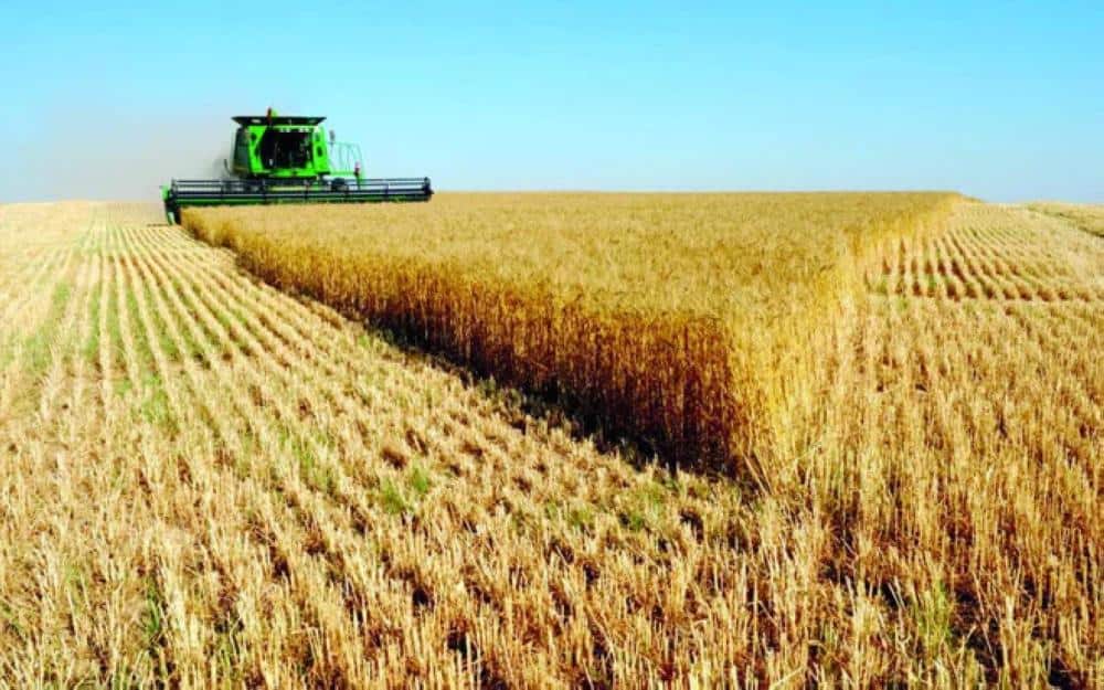 SALIC supplies 30% of the Kingdom's wheat needs in 2022